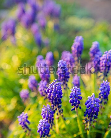 Jacinthe fleurs décoratif souris floue vert [[stock_photo]] © Andriy-Solovyov