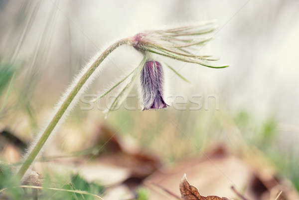 Spring flower next to the forest Stock photo © Anettphoto