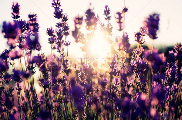 美しい 詳細 ラベンダー畑 太陽光線 自然 デザイン ストックフォト © Anettphoto