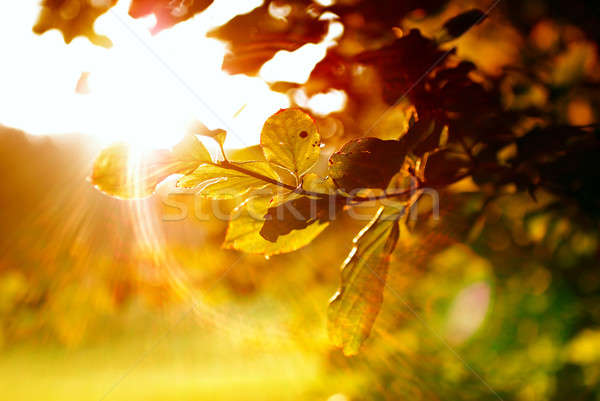 Colorful leaves with sunbeam Stock photo © Anettphoto