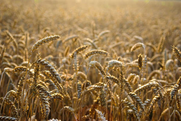 Búzamező természetes arany búza kész aratás Stock fotó © Anettphoto