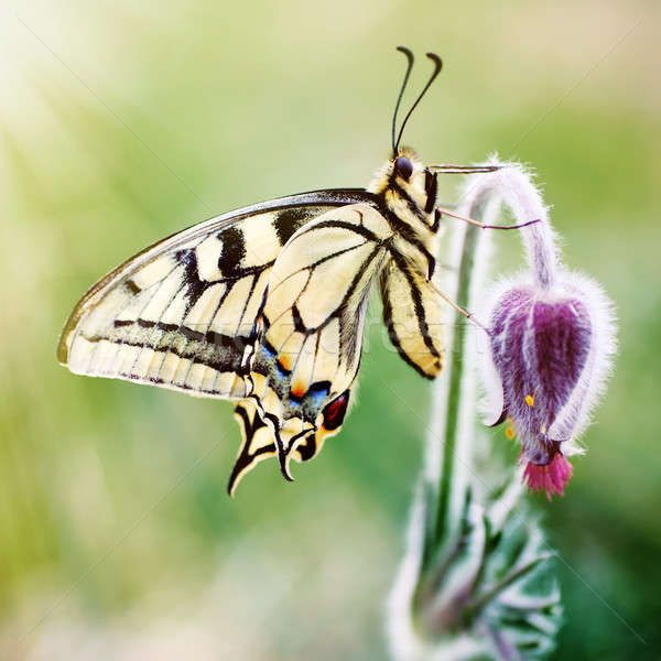 Butterfly on a spring flower Stock photo © Anettphoto