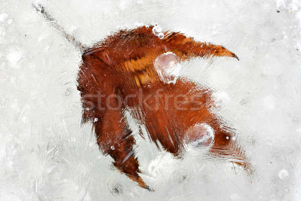 Frozen leaf in the ice Stock photo © Anettphoto