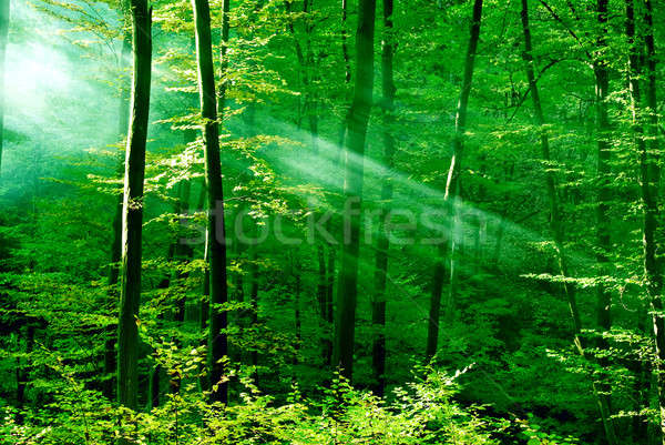 森林 夢 太陽光線 午前 春 木材 ストックフォト © Anettphoto