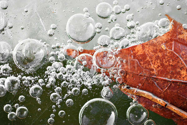 Frozen leaf in the ice with bubbles Stock photo © Anettphoto