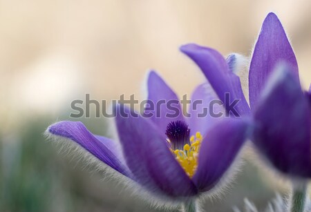 Violet pulsatilla flowers Stock photo © Anettphoto