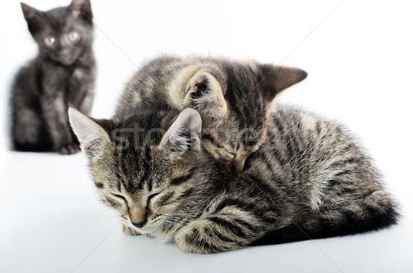 Love and solitude concept with cats over white Stock photo © Anettphoto