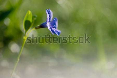 Little spring flower on the meadow Stock photo © Anettphoto
