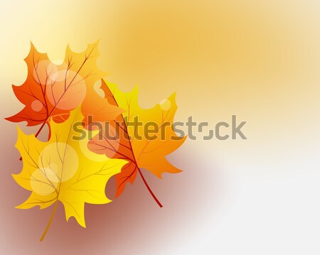 Autumn maple Stock photo © angelp