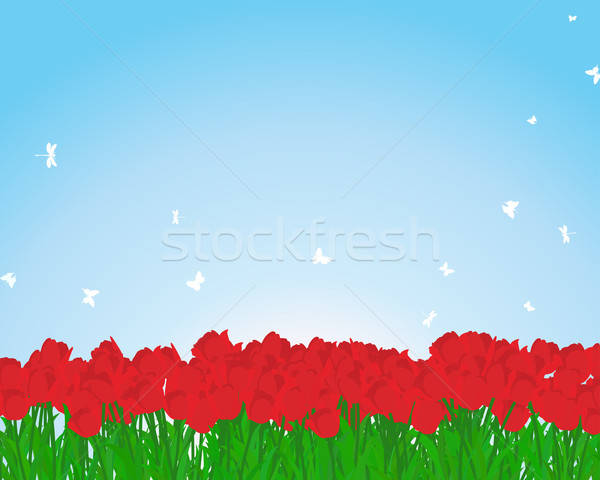 Stock fotó: Piros · tulipánok · legelő · nyár · eps · 10