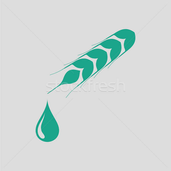 Wheat with drop icon Stock photo © angelp