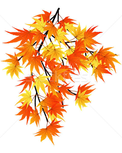 twisted leaves Stock photo © angelp