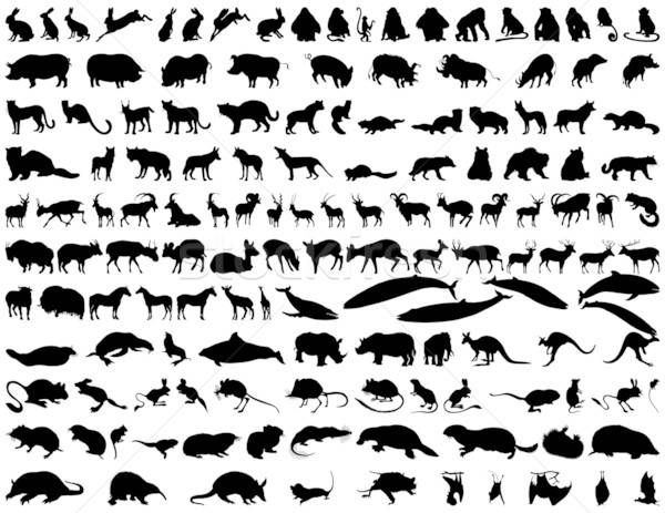 Vector animals Stock photo © angelp