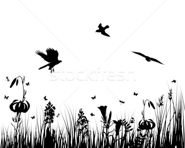 meadow Stock photo © angelp