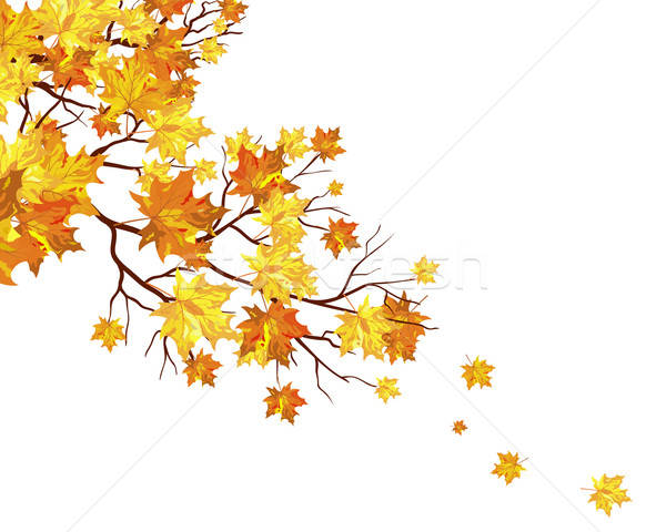 Autumn maple leaves background Stock photo © angelp