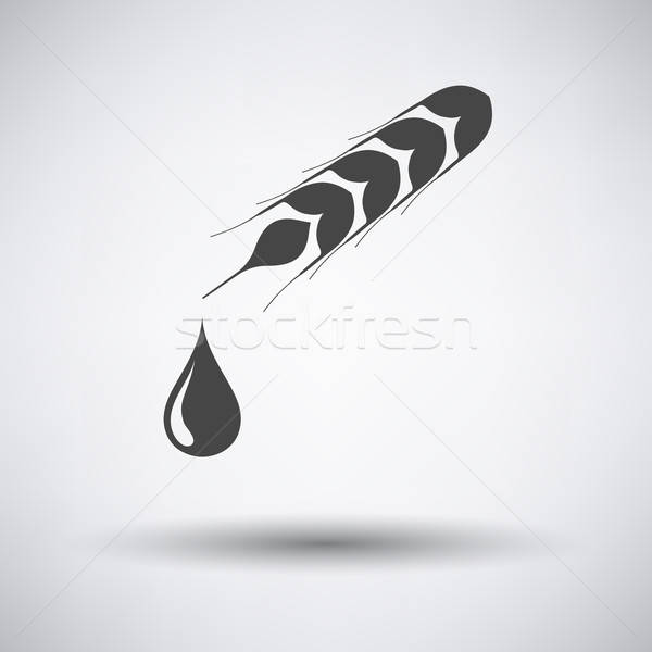 Wheat with drop icon Stock photo © angelp
