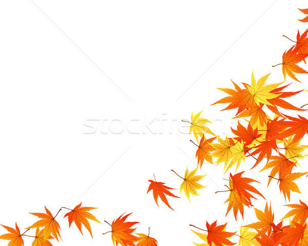 twisted leaves Stock photo © angelp