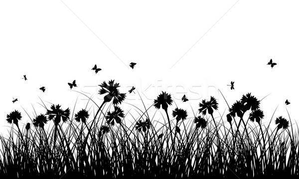 Meadow background Stock photo © angelp