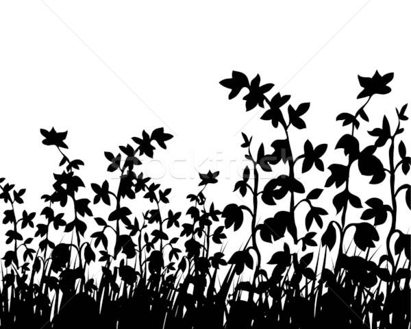 grass silhouettes Stock photo © angelp