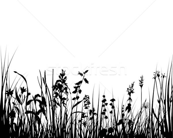 grass Stock photo © angelp