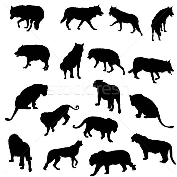 Set of wolves, tigers, leopareds and lions silhouettes Stock photo © angelp