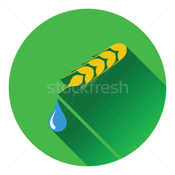 小麥 下降 圖標 水 食品 性質 商業照片 © angelp