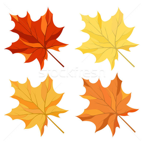 Maple leaves set Stock photo © angelp