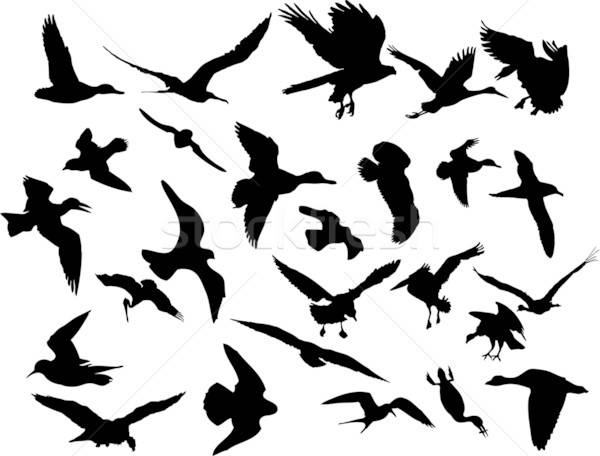 Vector care zboară păsări ilustratii negru siluete Imagine de stoc © angelp