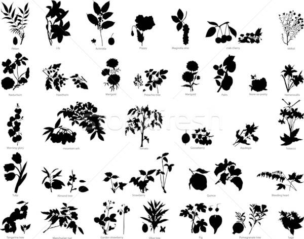 [[stock_photo]]: Baies · fleurs · silhouettes · ensemble · différent · vecteur