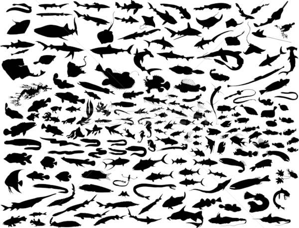 Wektora ryb duży kolekcja sylwetki inny Zdjęcia stock © angelp