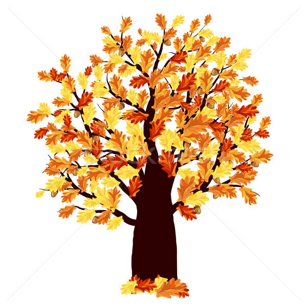 Herbst Eiche Farbe Blätter weiß eleganten Stock foto © angelp
