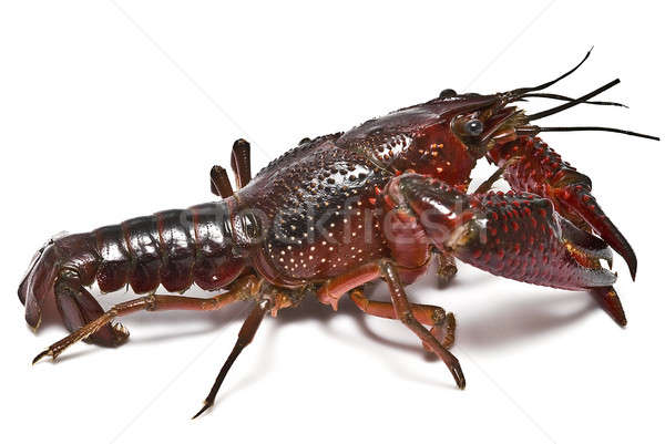 American crayfish. Stock photo © angelsimon