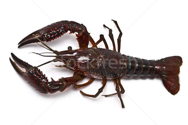Crayfish. Stock photo © angelsimon