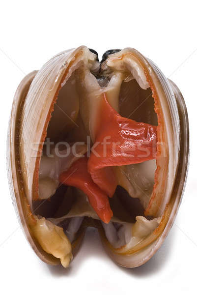 Open clams. Stock photo © angelsimon