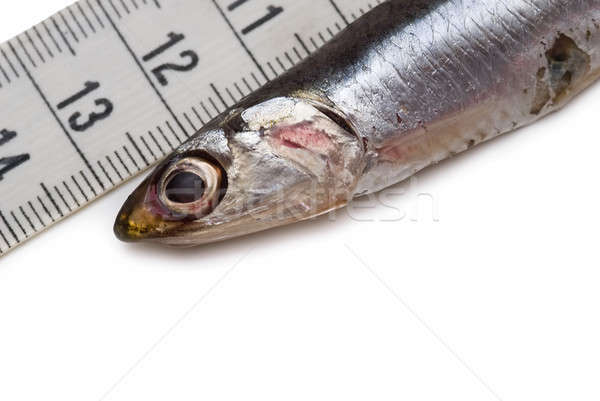 Measuring anchovies. Stock photo © angelsimon