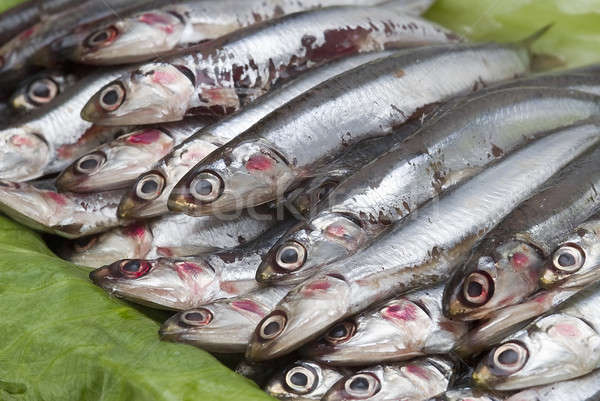 Anchovies on lettuce leaves. Stock photo © angelsimon