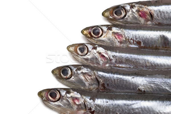 Anchovies over white. Stock photo © angelsimon