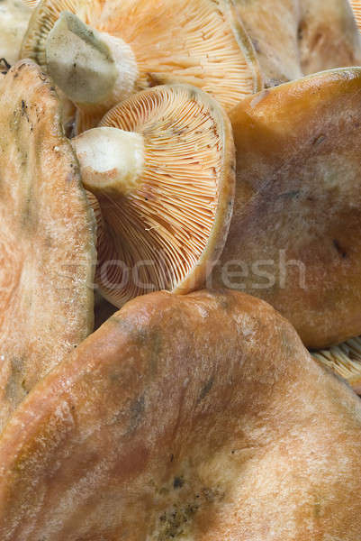 Closeup from some saffron milk caps. Stock photo © angelsimon
