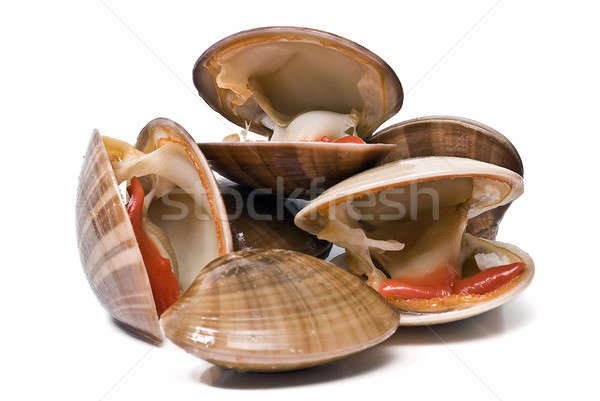 Stock photo: Fresh smooth clams.