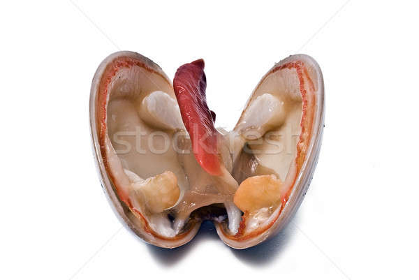 Open clam over white. Stock photo © angelsimon
