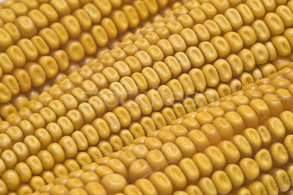 Closeup from maize ears. Stock photo © angelsimon