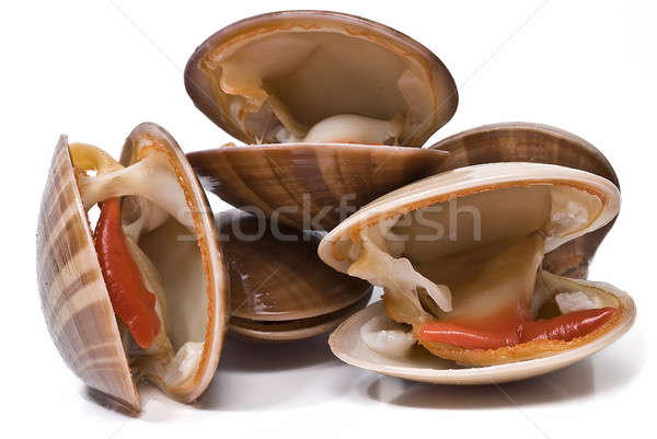 Smooth clams over white background. Stock photo © angelsimon
