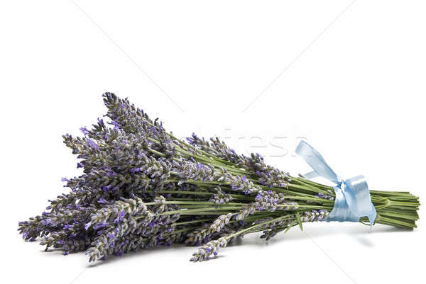 Lavanda bouquet isolato bianco natura verde Foto d'archivio © angelsimon