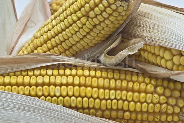 Closeup from maize ears. Stock photo © angelsimon