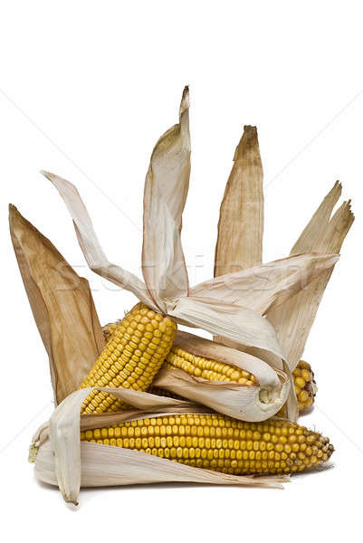Maize ears isolated over white. Stock photo © angelsimon