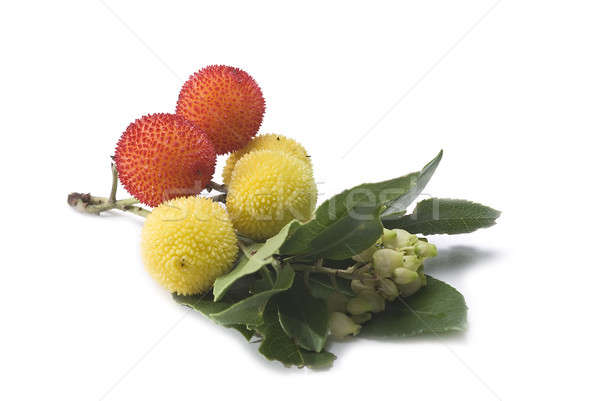 Arbutus branch with fruits. Stock photo © angelsimon