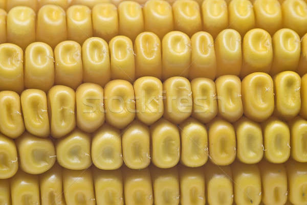 Closeup from maize ears. Stock photo © angelsimon