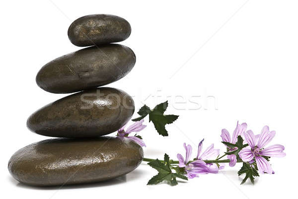 Mauve Blumen ausgewogene Steine Gleichgewicht Stock foto © angelsimon