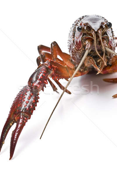 Crayfish showing its claw. Stock photo © angelsimon