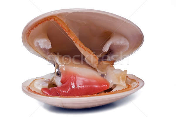 Open smooth clam. Stock photo © angelsimon